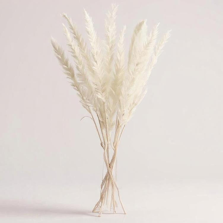 Gedroogde Rietpluimen